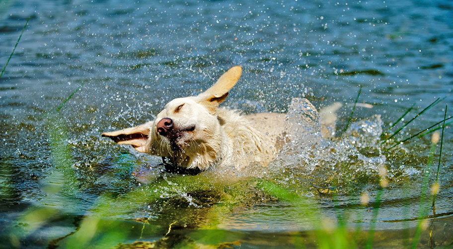 Hund im Pixhaier Teich am Campingplatz Prahljust im Harz